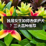 独居女生如何选保护犬?三大品种推荐(图2) 独居女生如何选保护犬?三大品种推荐(图2)