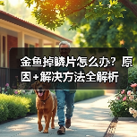 金鱼掉鳞片怎么办？原因+解决方法全解析(图3)