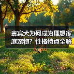 贵宾犬为何成为理想家庭宠物?性格特点全解析(图4) 贵宾犬为何成为理想家庭宠物?性格特点全解析(图4)