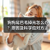 狗狗尾巴毛掉光怎么办？原因及科学应对方法