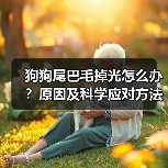 狗狗尾巴毛掉光怎么办？原因及科学应对方法(图2)