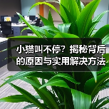 小猫叫不停？揭秘背后的原因与实用解决方法(图2)
