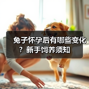 兔子怀孕后有哪些变化？新手饲养须知(图2)