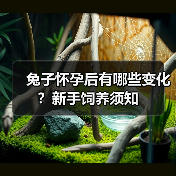 兔子怀孕后有哪些变化？新手饲养须知(图4)