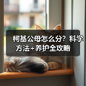 柯基公母怎么分?科学方法+养护全攻略(图3) 柯基公母怎么分?科学方法+养护全攻略(图3)