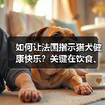 如何让法国指示猎犬健康快乐？关键在饮食、训练与社交化(图4)
