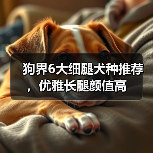 狗界6大细腿犬种推荐，优雅长腿颜值高