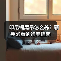 印尼锯尾吊怎么养?新手必看的饲养指南(图4) 印尼锯尾吊怎么养?新手必看的饲养指南(图4)
