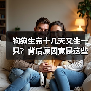 狗狗生完十几天又生一只?背后原因竟是这些!(图3) 狗狗生完十几天又生一只?背后原因竟是这些!(图3)