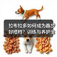 拉布拉多如何成为跑步好搭档?训练与养护全攻略(图4) 拉布拉多如何成为跑步好搭档?训练与养护全攻略(图4)