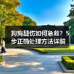 狗狗腿伤如何急救？5步正确处理方法详解(图2)