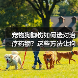 宠物狗脚伤如何选对治疗药物？这些方法让狗狗快速康复(图2)