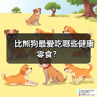 比熊狗最爱吃哪些健康零食?(图4) 比熊狗最爱吃哪些健康零食?(图4)