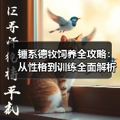 锤系德牧饲养全攻略:从性格到训练全面解析(图2) 锤系德牧饲养全攻略:从性格到训练全面解析(图2)