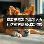 暇罗猫毛发变黑怎么办?这些方法帮你保持颜色不变(图2) 暇罗猫毛发变黑怎么办?这些方法帮你保持颜色不变(图2)