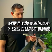 暇罗猫毛发变黑怎么办?这些方法帮你保持颜色不变(图4) 暇罗猫毛发变黑怎么办?这些方法帮你保持颜色不变(图4)