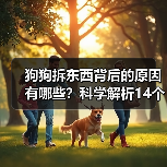 狗狗拆东西背后的原因有哪些？科学解析14个因素