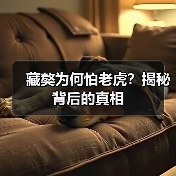 藏獒为何怕老虎？揭秘背后的真相(图4)