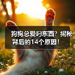 狗狗总爱叼东西？揭秘背后的14个原因！(图2)