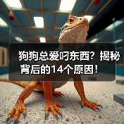 狗狗总爱叼东西？揭秘背后的14个原因！(图4)