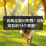 狗狗总爱叼东西？揭秘背后的14个原因！(图3)