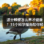 波士顿梗怎么养才健康?15个科学指南帮你轻松应对(图2) 波士顿梗怎么养才健康?15个科学指南帮你轻松应对(图2)