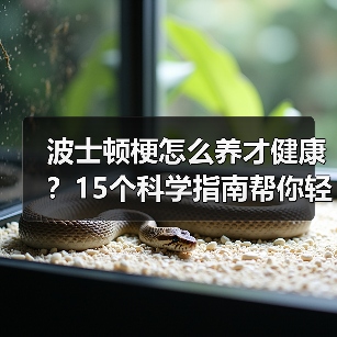 波士顿梗怎么养才健康?15个科学指南帮你轻松应对(图3) 波士顿梗怎么养才健康?15个科学指南帮你轻松应对(图3)