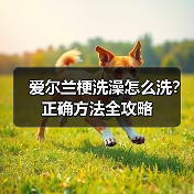 爱尔兰梗洗澡怎么洗?正确方法全攻略(图1) 爱尔兰梗洗澡怎么洗?正确方法全攻略(图1)