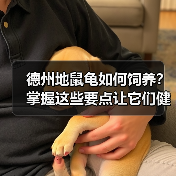 德州地鼠龟如何饲养?掌握这些要点让它们健康快乐成长(图3) 德州地鼠龟如何饲养?掌握这些要点让它们健康快乐成长(图3)