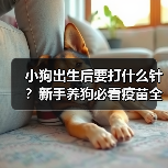 小狗出生后要打什么针?新手养狗必看疫苗全攻略(图4) 小狗出生后要打什么针?新手养狗必看疫苗全攻略(图4)
