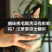 猫咪换毛期洗澡有影响吗？注意事项全解析