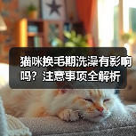 猫咪换毛期洗澡有影响吗?注意事项全解析(图3) 猫咪换毛期洗澡有影响吗?注意事项全解析(图3)