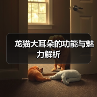 龙猫大耳朵的功能与魅力解析