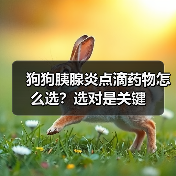 狗狗胰腺炎点滴药物怎么选？选对是关键(图4)