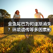 金鱼尾巴为何逐渐消失?环境遗传等多因素影响(图3) 金鱼尾巴为何逐渐消失?环境遗传等多因素影响(图3)
