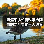 狗瘟细小如何科学检测与防治?宠物主人必看的精准诊断方法(图2) 狗瘟细小如何科学检测与防治?宠物主人必看的精准诊断方法(图2)