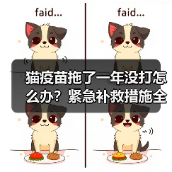 猫疫苗拖了一年没打怎么办？紧急补救措施全解析(图4)