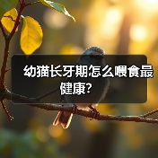 幼猫长牙期怎么喂食最健康?(图2) 幼猫长牙期怎么喂食最健康?(图2)