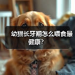 幼猫长牙期怎么喂食最健康?(图3) 幼猫长牙期怎么喂食最健康?(图3)