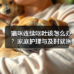 猫咪连续呕吐该怎么办?家庭护理与及时就医指南(图2) 猫咪连续呕吐该怎么办?家庭护理与及时就医指南(图2)