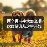 两个月斗牛犬怎么喂?饮食健康从这里开始(图4) 两个月斗牛犬怎么喂?饮食健康从这里开始(图4)