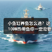 小鱼缸养鱼怎么选？这10种热带鱼你一定需要知道！