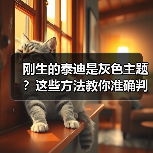 刚生的泰迪是灰色主题?这些方法教你准确判断(图2) 刚生的泰迪是灰色主题?这些方法教你准确判断(图2)