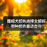 昆明犬颜色选择全解析:哪种颜色最适合你?(图4) 昆明犬颜色选择全解析:哪种颜色最适合你?(图4)
