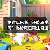龙猫尾巴断了还能再生吗？揭秘尾巴再生奇迹与护理全攻略