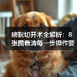 膀胱切开术全解析：8张图看清每一步操作要点(图4)