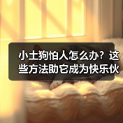 小土狗怕人怎么办？这些方法助它成为快乐伙伴