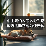 小土狗怕人怎么办？这些方法助它成为快乐伙伴(图3)