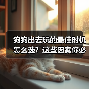 狗狗出去玩的最佳时机怎么选？这些因素你必须知道