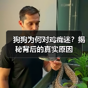 狗狗为何对鸡痴迷？揭秘背后的真实原因
